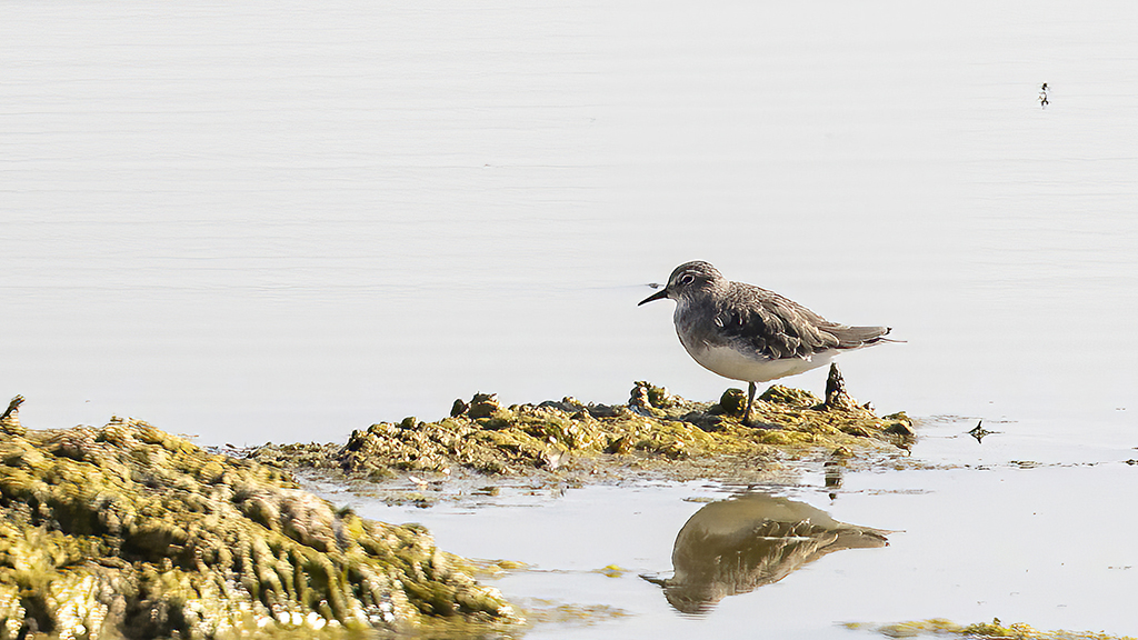 Temminck's Stint